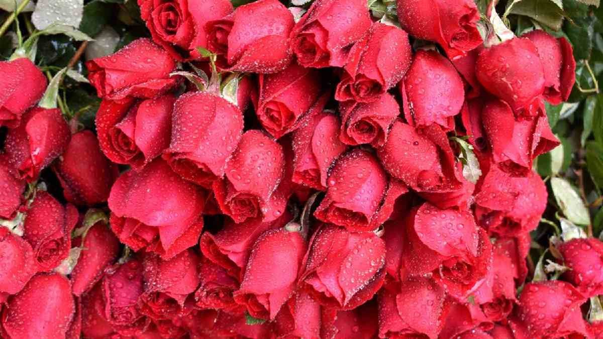 On valentine's day rose  sold in high price gnr