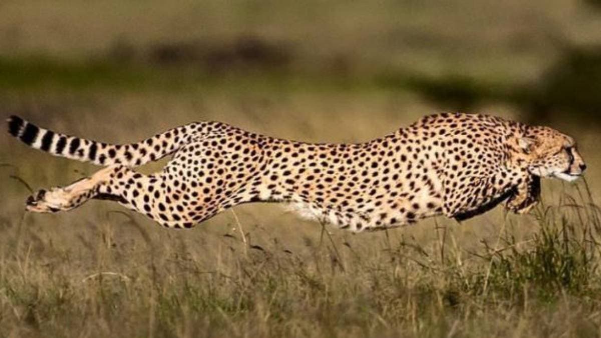 Kuno national park two cheetahs off to their new home