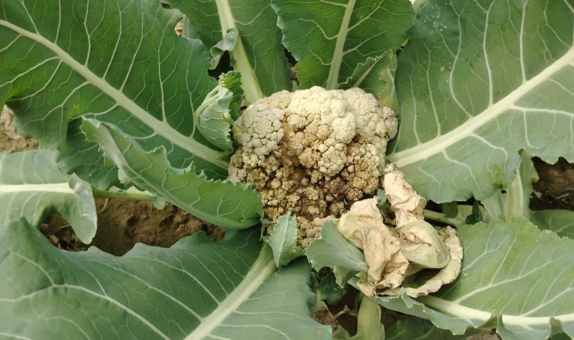 vegetables spoiled due to poison