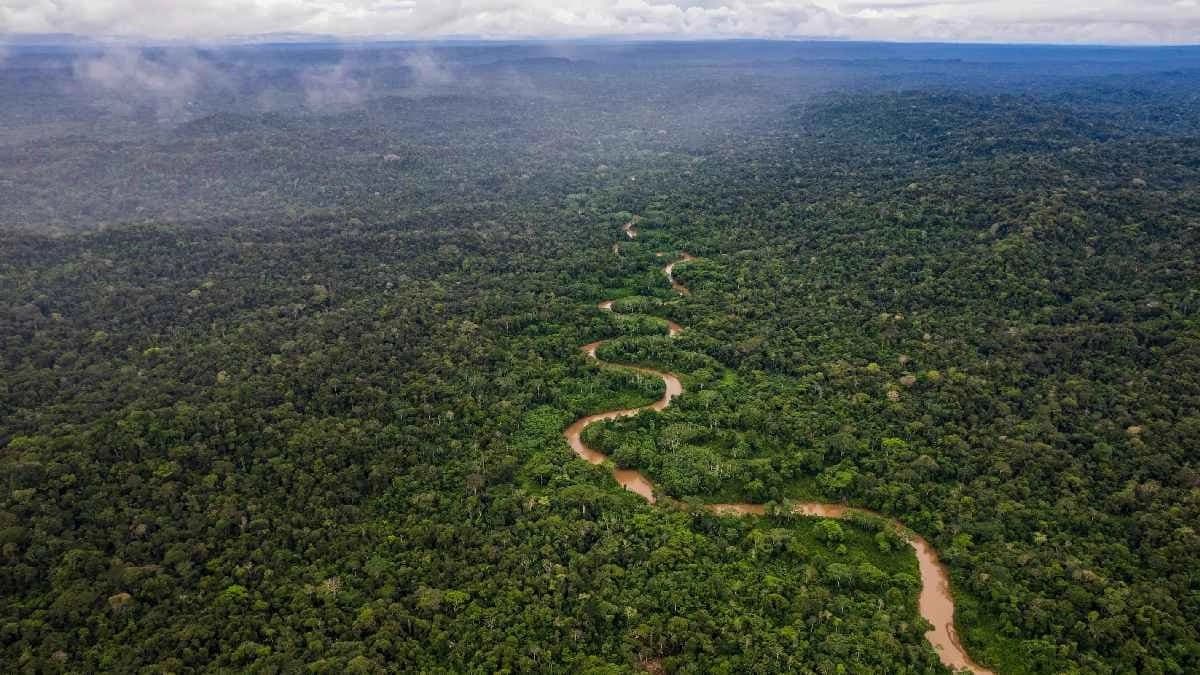 Forests of Amazon are failing to adapt to Climate Change