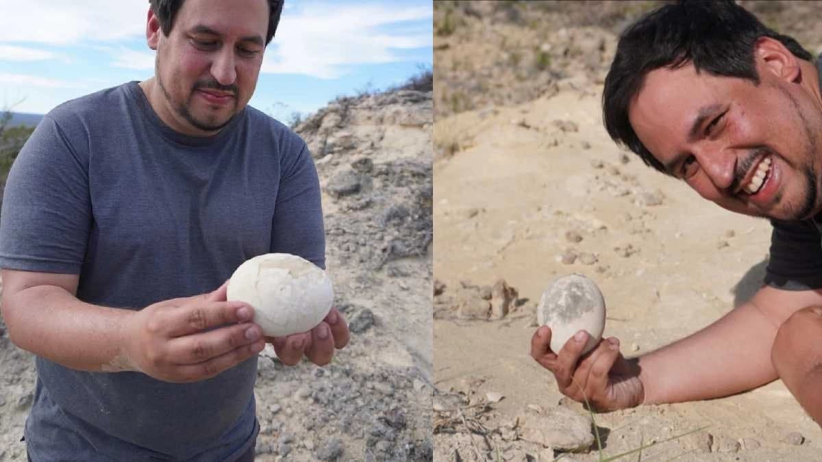 Scientists discover a perfectly preserved dinosaur egg which can lead to new discoveries
