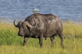 meet king kong tallest water buffalo in world