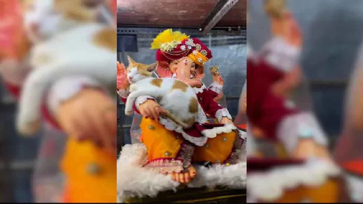 Adorable video shows cat sleeping peacefully on Lord Ganesh Idol s hand