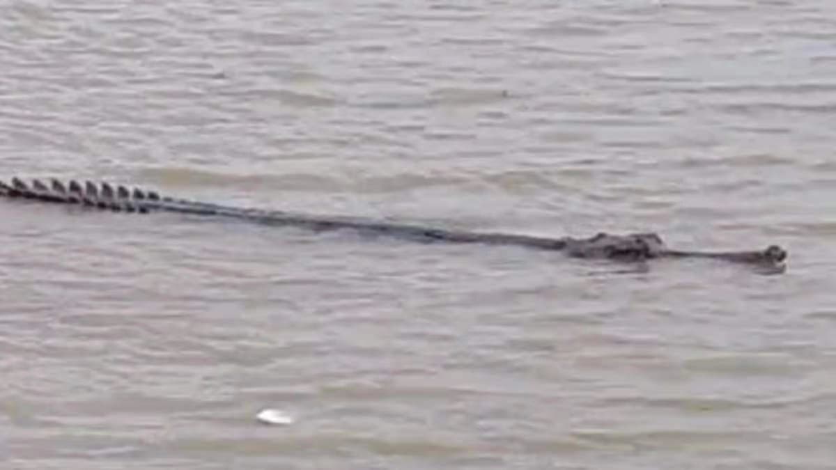 Crocodile Panic Grips Falta After Bansberia and Konnagar