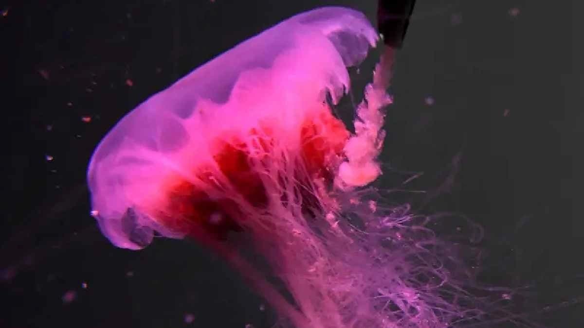 Giant Jellyfish video catch everyone s attention