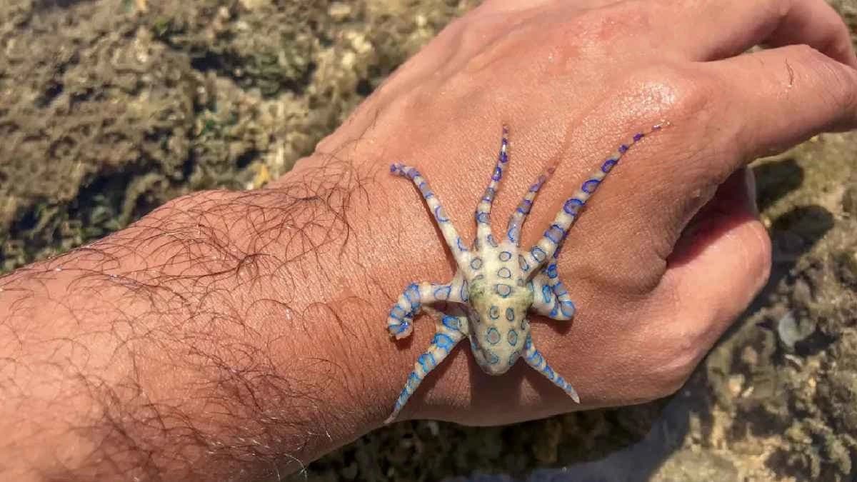 The blue ringed Octopus is by far the most Venomous animal