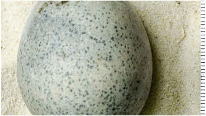 1,700 years old egg found