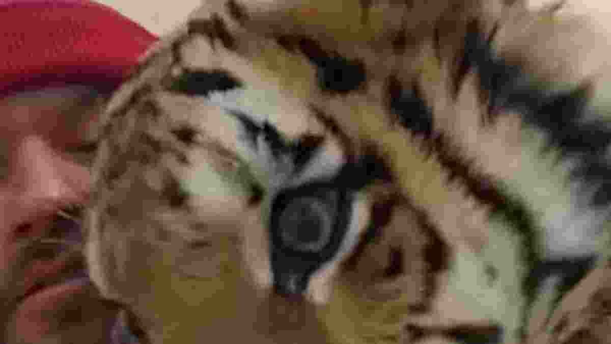 Friendship between tiger and a man viral video