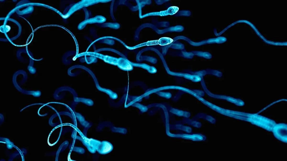 Human sperm rejects newtons third law new discovery of scientists