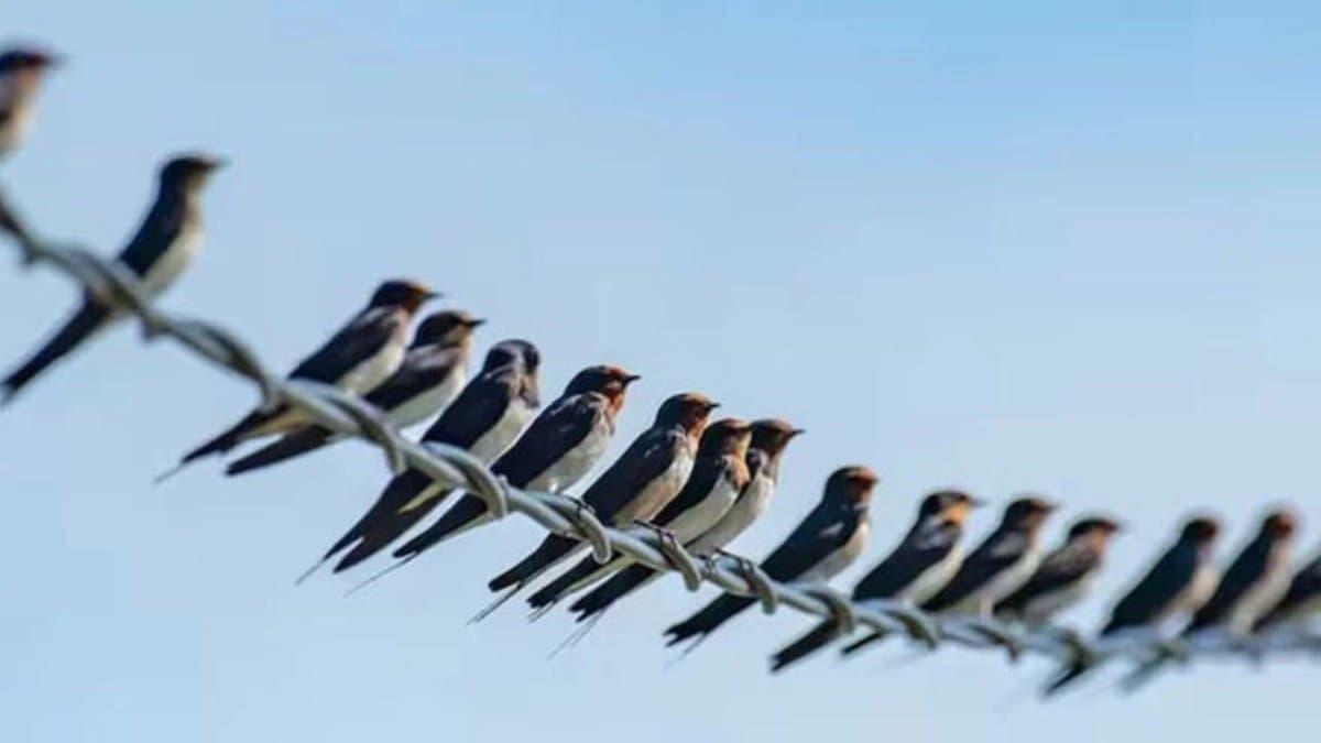Why birds do not get electrocuted on wires here is actual reasons 