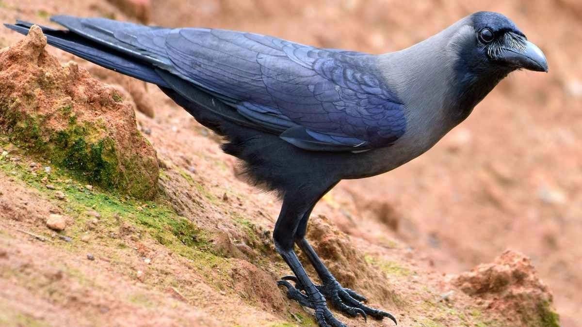 Science thinks if you Upset a Crow it might be your Lifelong Enemy