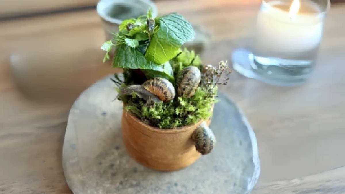 A Live Snail Peeking Into The Salad
