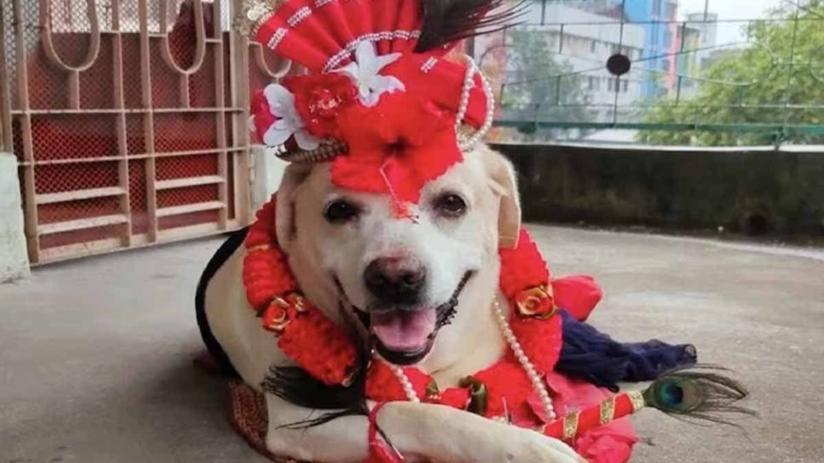 Why did Celebrity Dog Sontu die at the age of 8 know the actual reason 