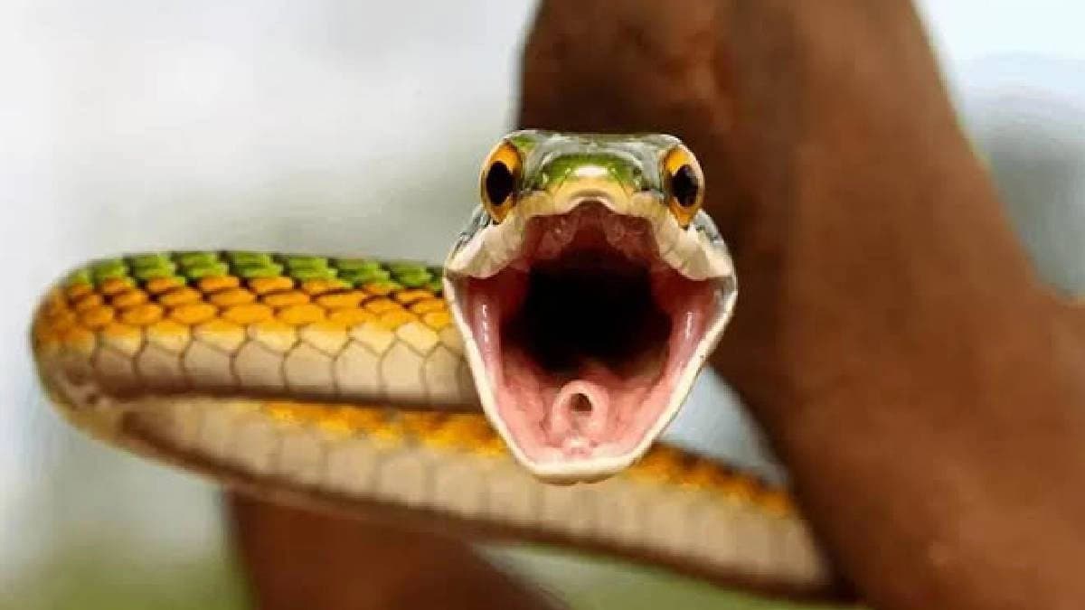What exactly is known as snakes teeth