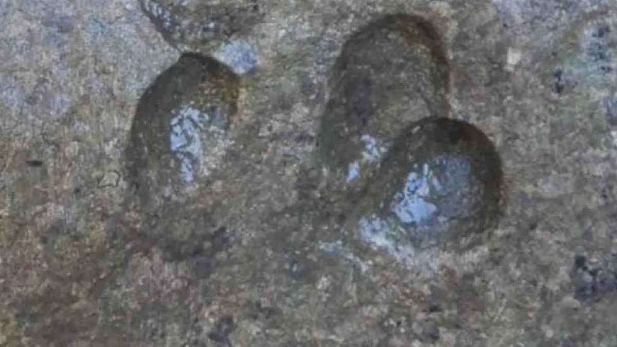 Discovery of 165 Million year Old Dinosaur Bibi Footprints in Sardinia
