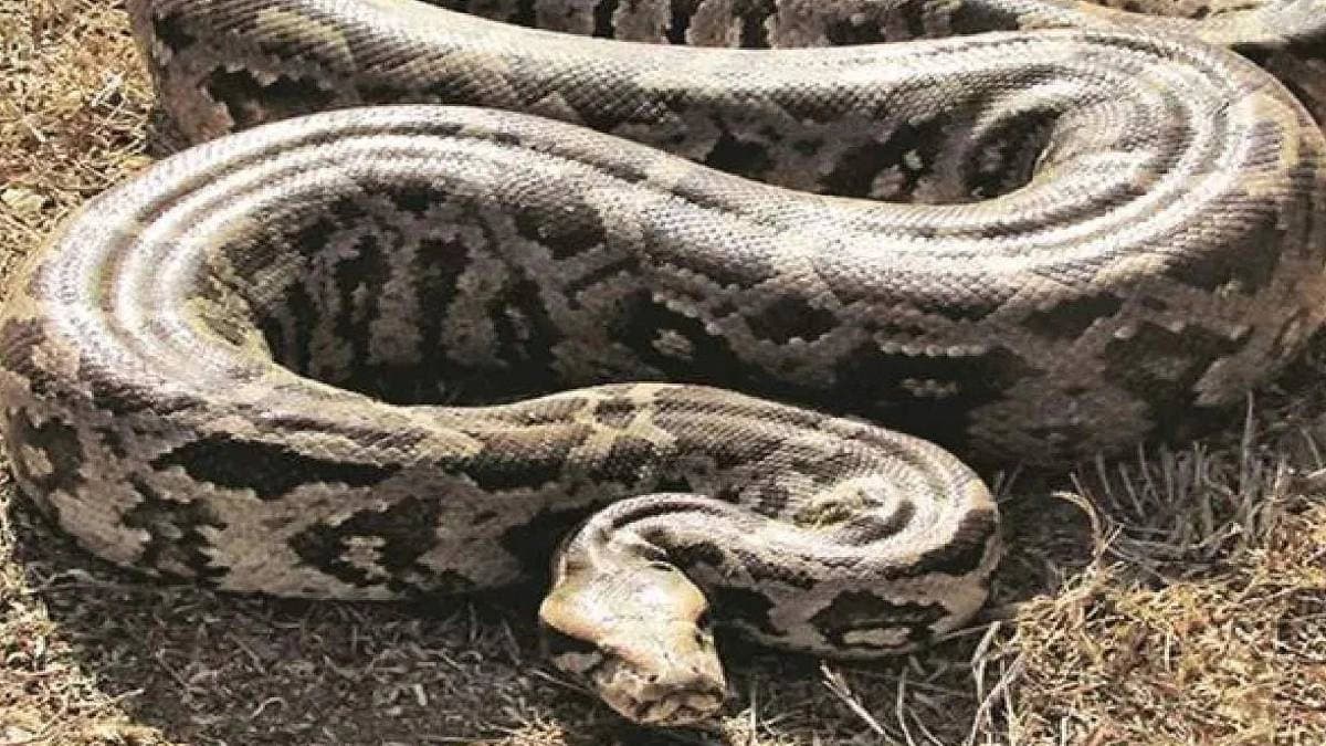  12 feet snake bites mans testicle in thailand