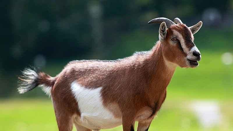 Assam influencer alleged girls turning boys into goats through tantra CM reacted gnr 