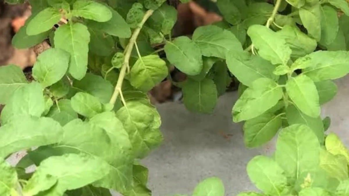 If you Chew 3-4  leaves of this plant in the morning then miraculous changes will be seen in the body