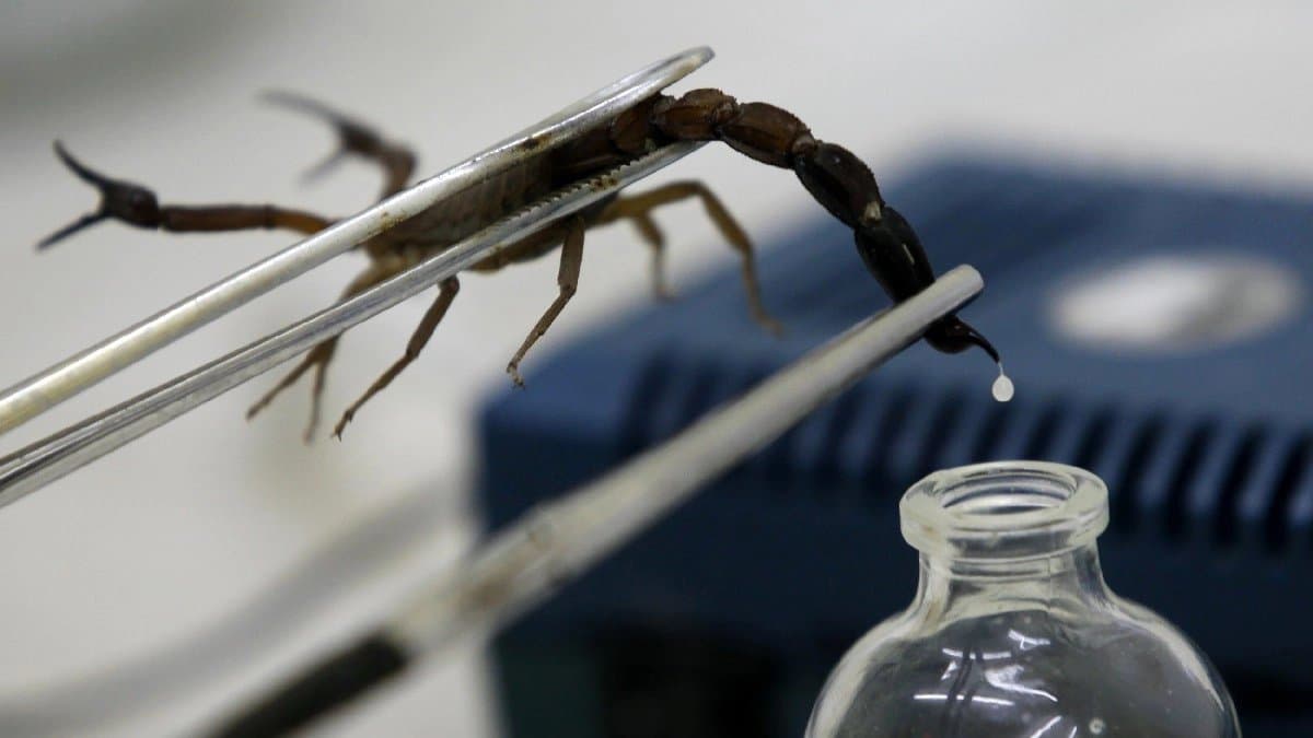 why scorpion Venom is one of the costliest liquids in the world