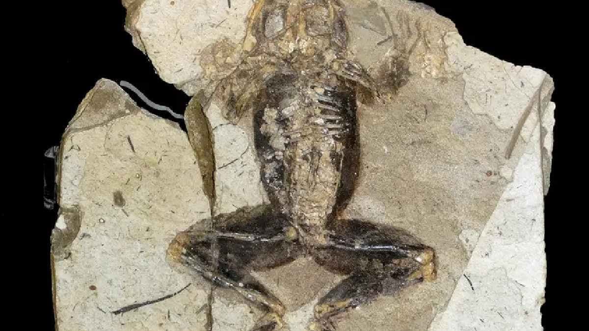 Rare Frog Rediscovered after 130 year long search