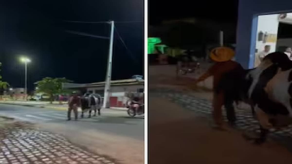 Loyal Bull Guides Drunk Owner Home Safely in Brazil