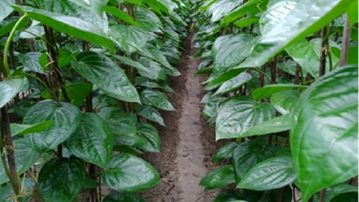 Betel leaves improve sex desire prevents constipation and also helps to maintain good gut health lif