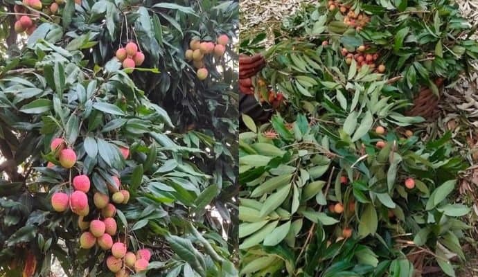 Cyclone remal lychee garden owners fears of loss