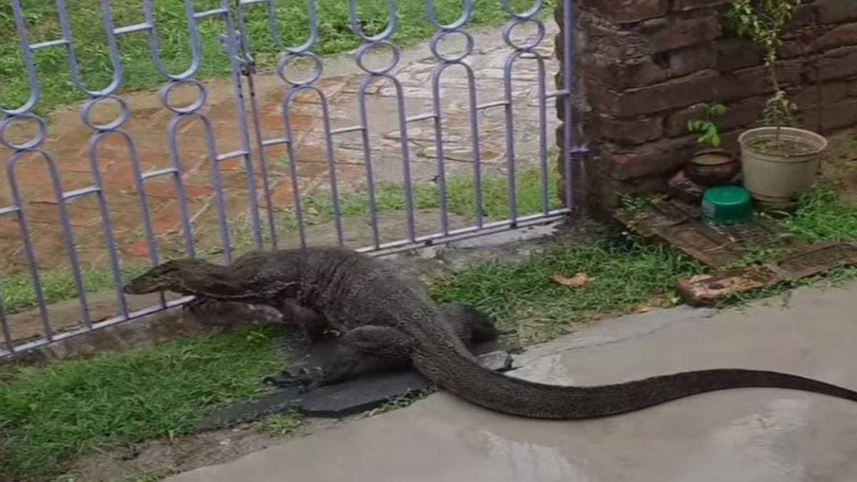 Monitor lizard stuck in small haole