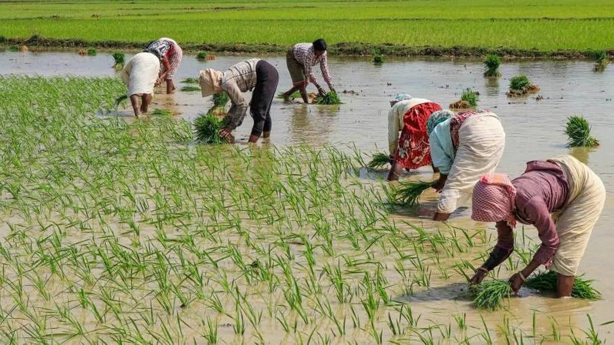Farmers of East Bardhaman are worried due to uncertainty of DVC water gnr