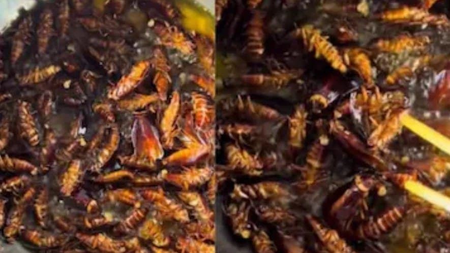 Netizens React As Bizarre Insect Dish Goes Viral 
