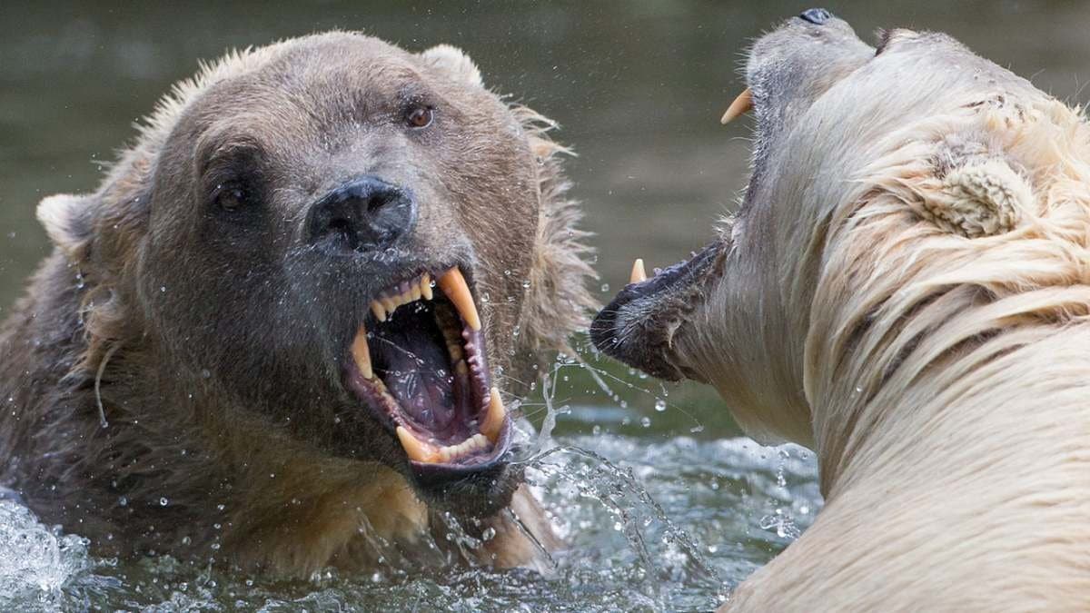 Grizzly and polar bears are mating to produce Pizzly bears
