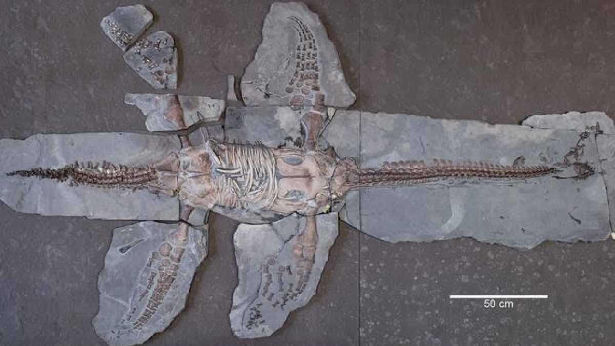 Uncovered Plesiosaur Fossil Suggests Long Naked Reptiles Live in Oceans 180 Million Years Ago