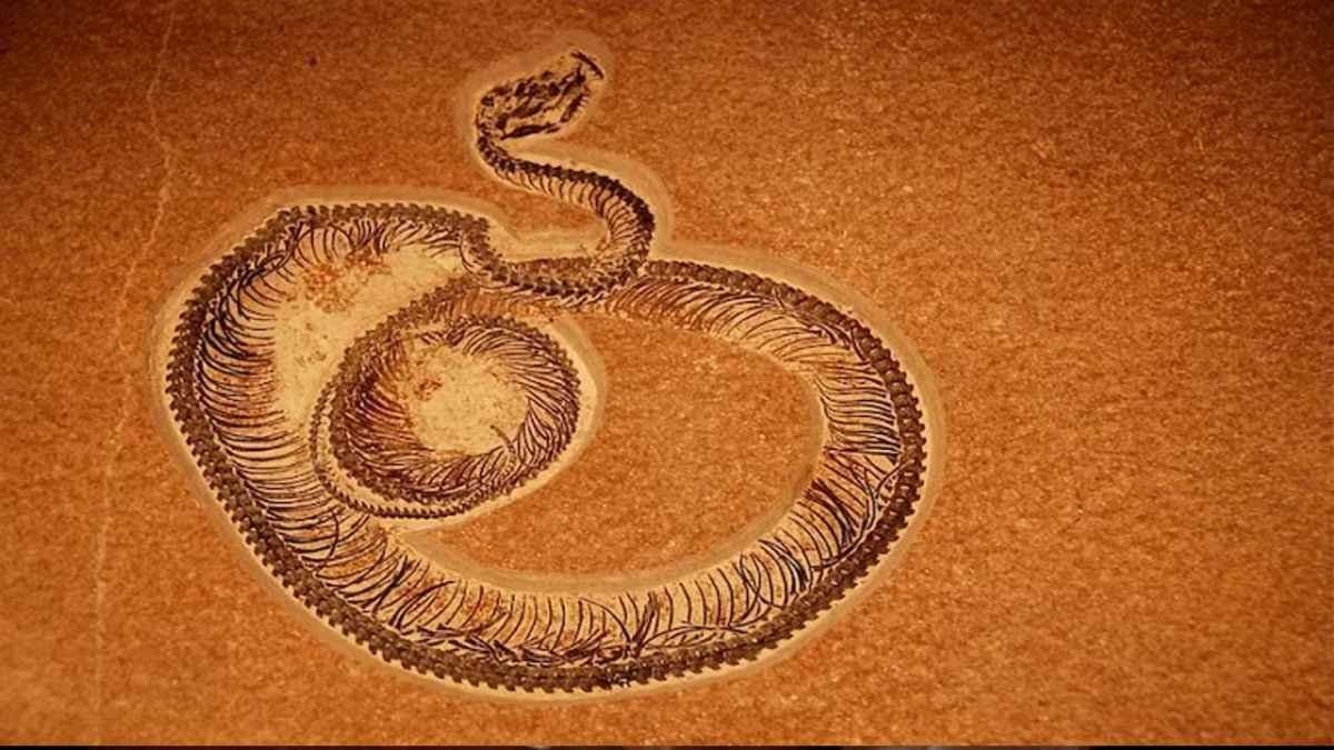 World Largest snake Vasuki unearthed in India after decades