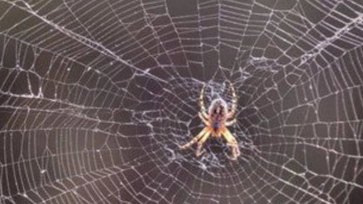 How to remove spider web from your home
