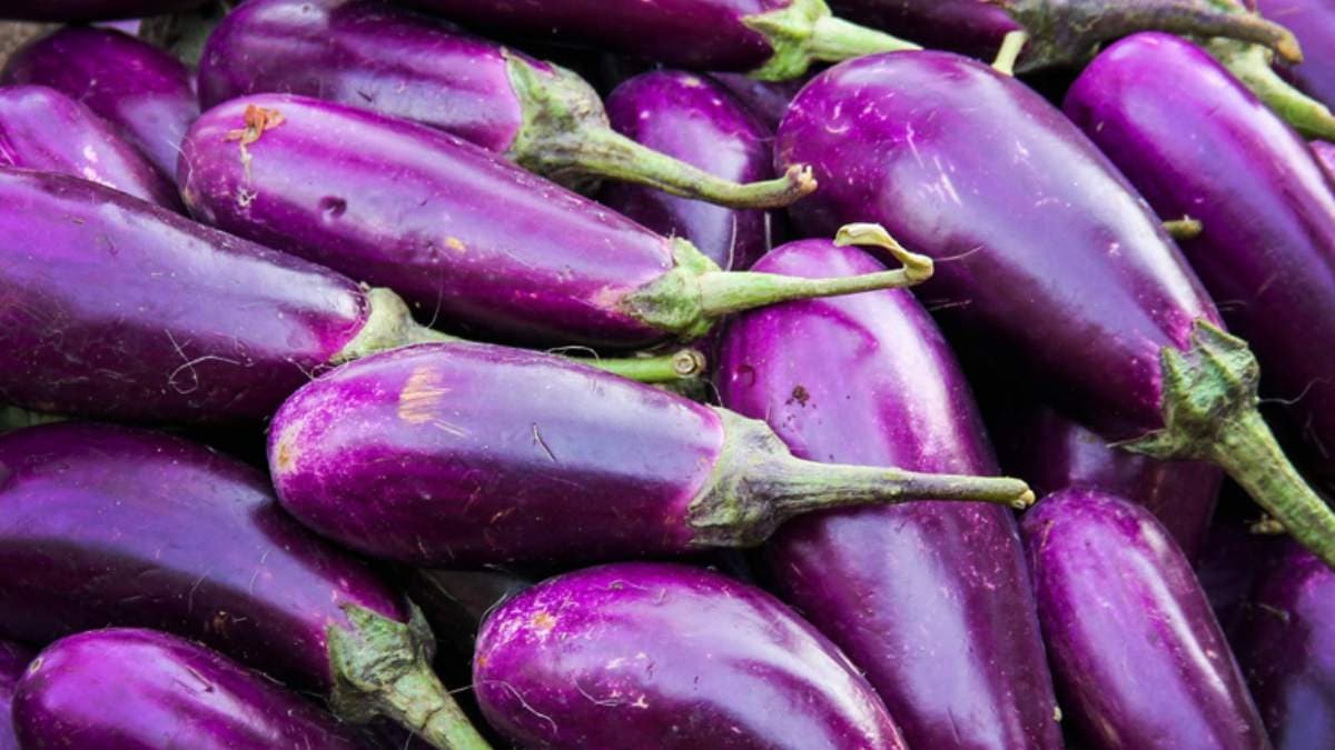 Brinjal have many health benefits including weight loss and anti cancer properties lif