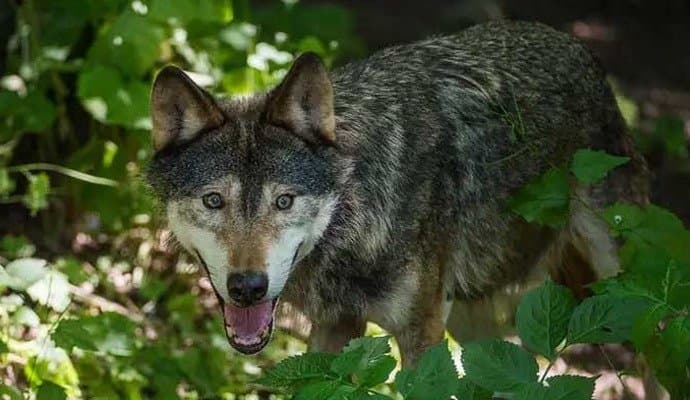Woman seriously injured in wolf attack at French zoo