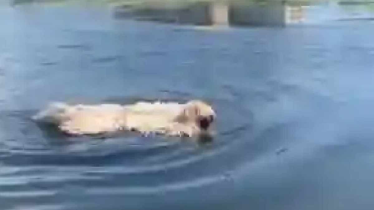 guessing what viral video on social media 