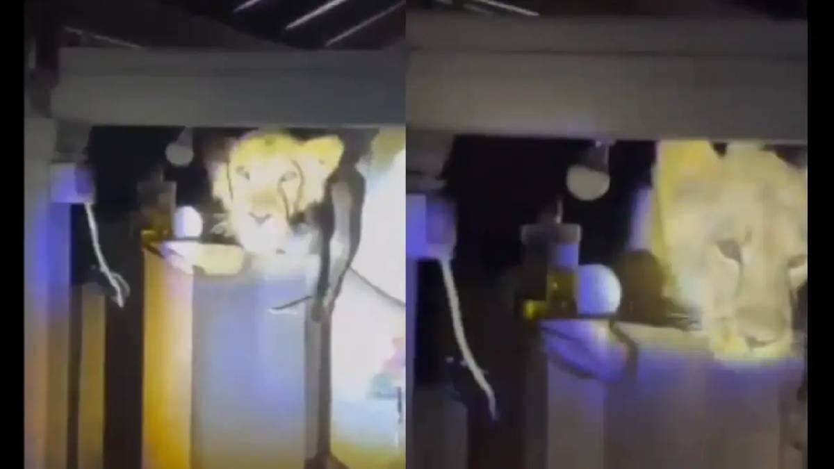 Lion in Gujarat Amreli house gives residents shock of their life