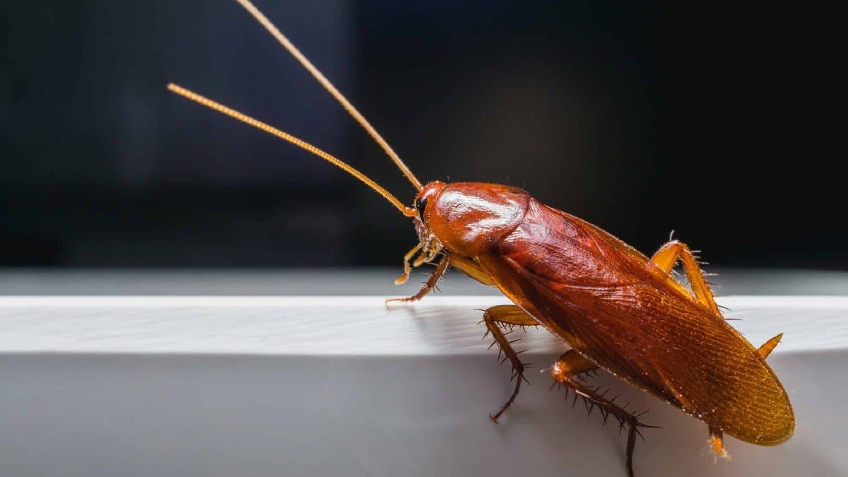 Kitchen Hack: five tips to prevent cockroach infestation