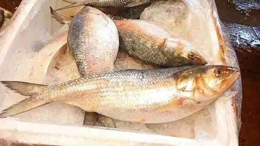 Bangladesh hilsa started selling in West Bengal retail markets 