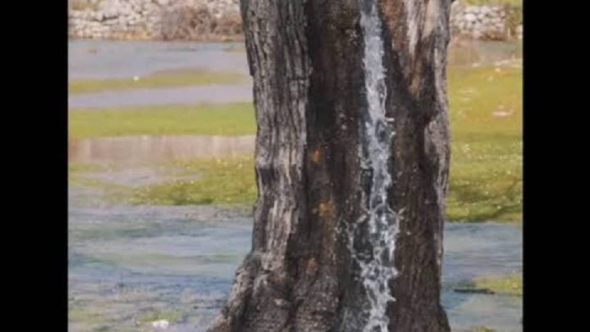 Breakthrough in Sustainable Water Sourcing: Trees Yield Water Through Natural Extraction