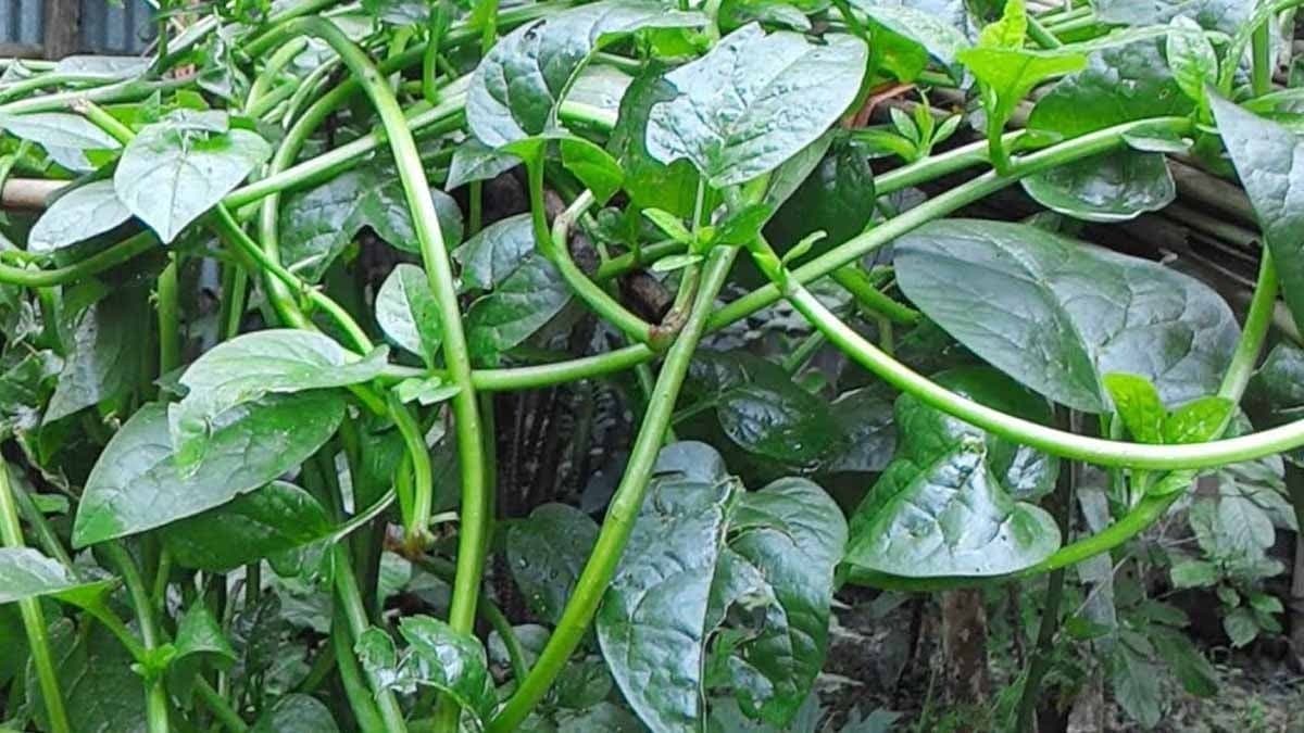 pui saag or Malabar spinach can control cholesterol and increase iron calcium level 