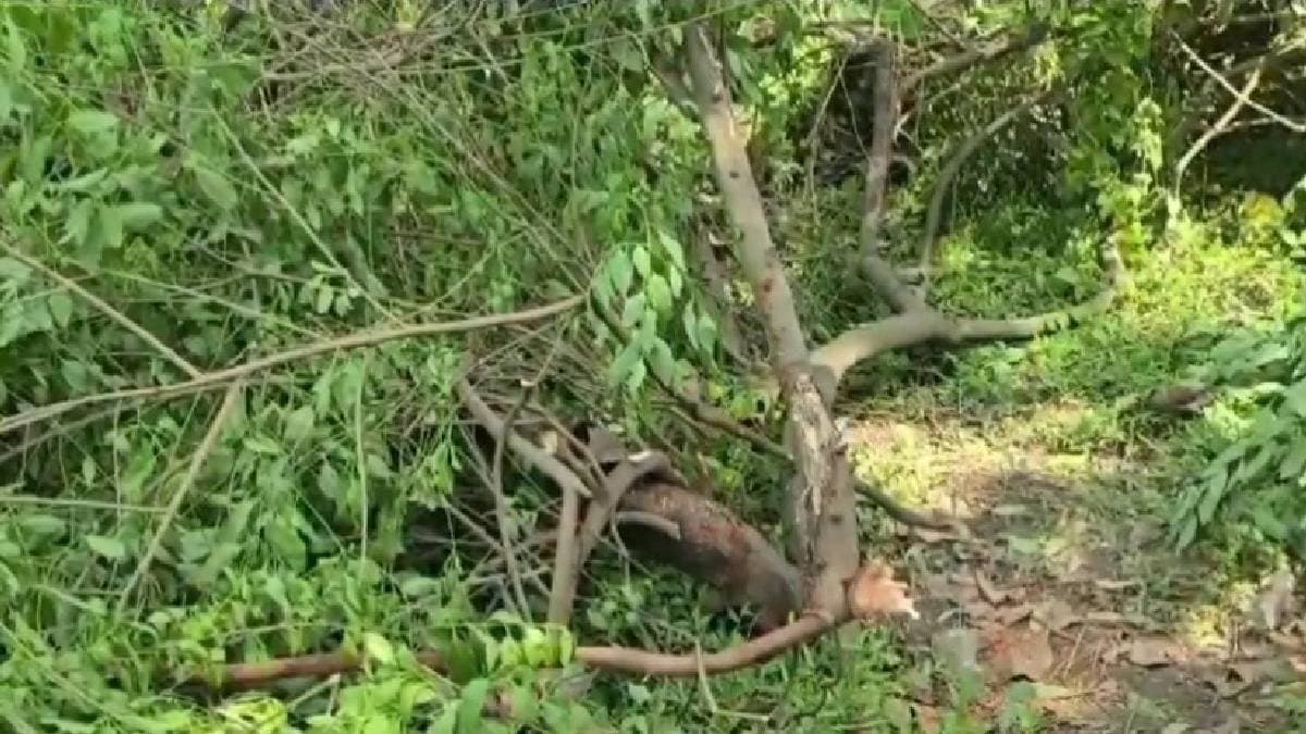 Sandalwood thieves of East Burdwan ignite the memory of Veerappan