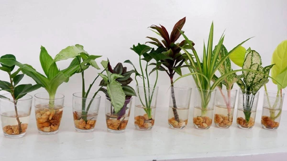 You can grow these indoor plants in water only