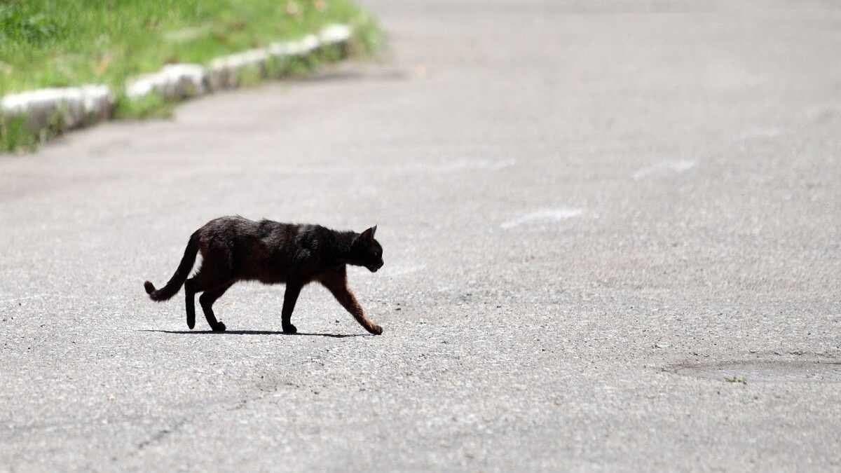 Woman and her friends burn cat alive after it crosses their path