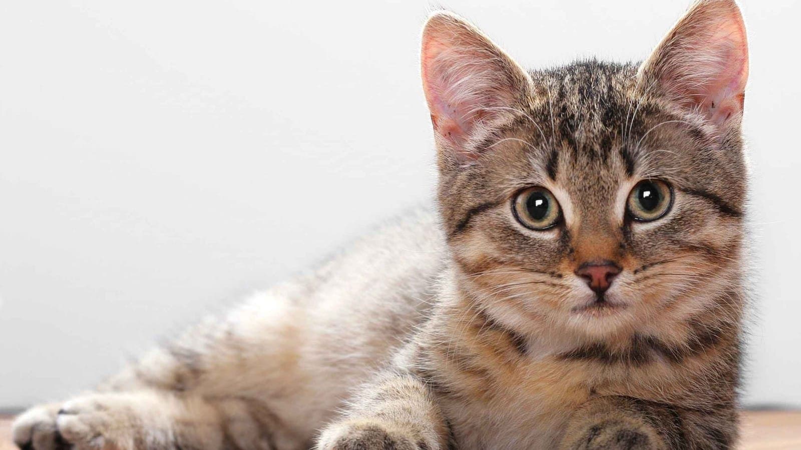Ohio Woman Gets One Year Jail Sentence For Killing And Eating Cat