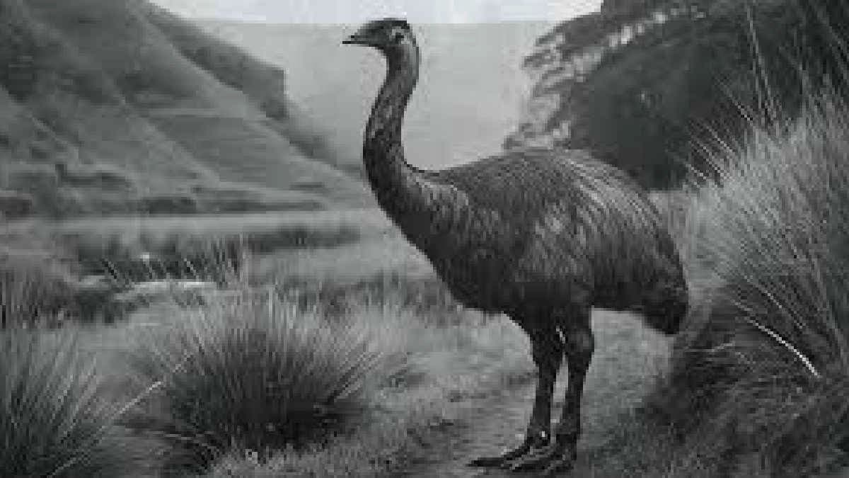 Giant moa bird can be resurrected in Earth 