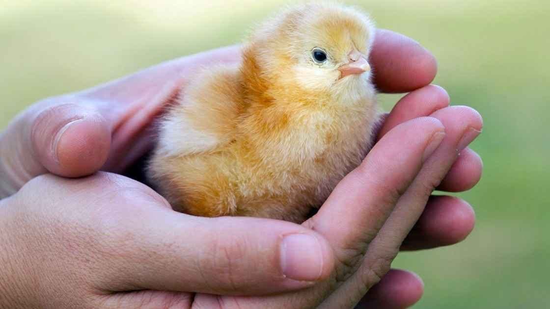 Chhattisgarh Man Dies After Swallowing Live Chick gnr 