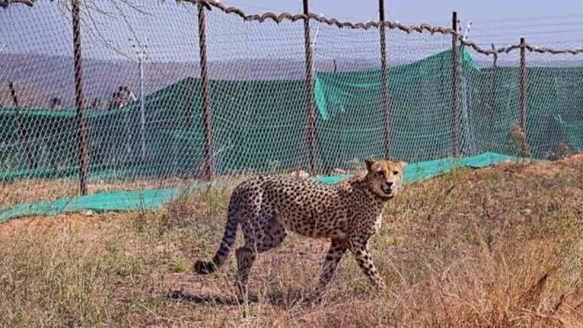 India To Bring eight Cheetahs From Botswana