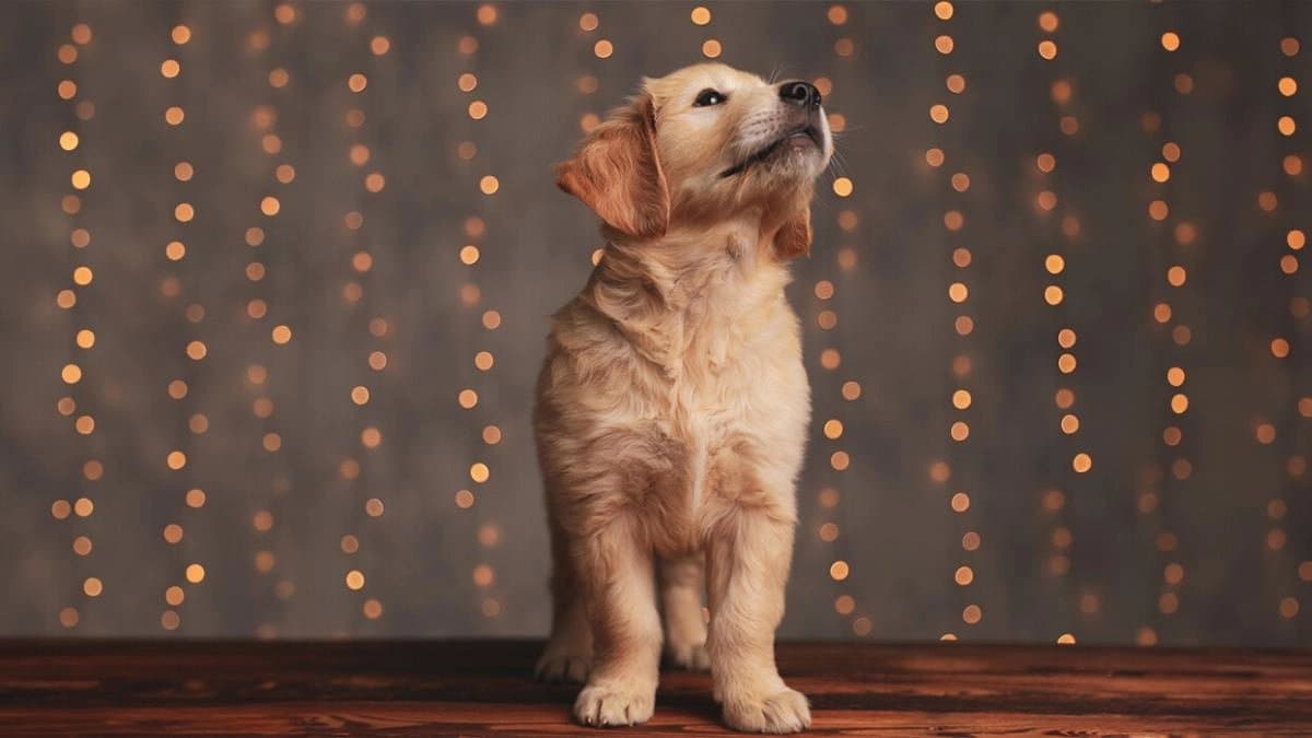 How to take extra care for your pet dog during Durga Puja